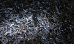 Catfish Hatching
